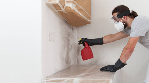 Basement Mold Remediation treatment on basement walls in Kingston