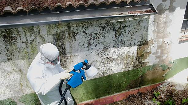 Mold Removal service in Kingston
